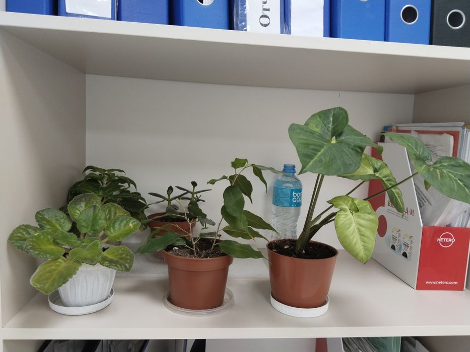 Комнатные цветы  продам