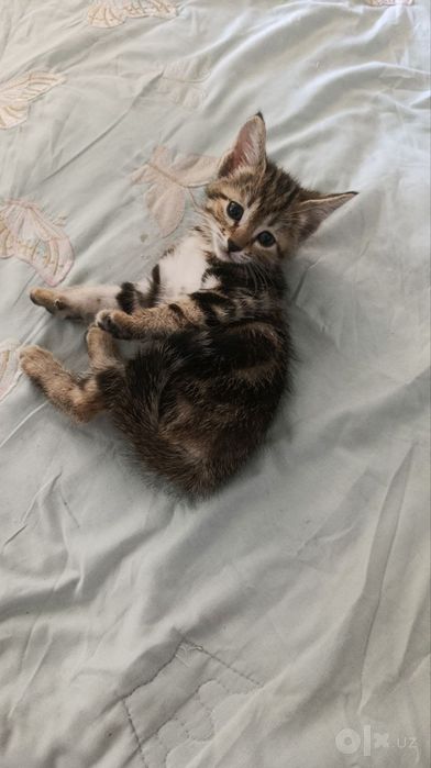 Милые котята, 1,5 месяца. Сами кушают, ходят в лоток. 
Бесплатно