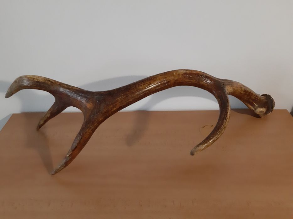 Еленови рога - различни размери