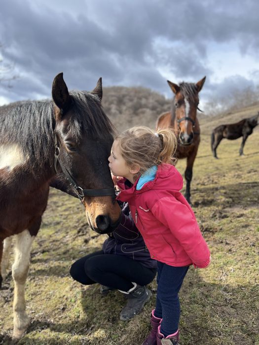 Cal de echitatie / calarie foarte bland, ideal pentru copii