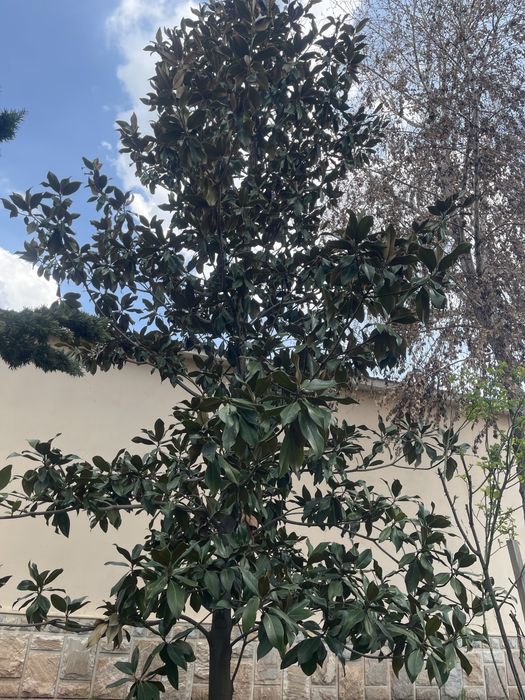 Magnolia grandfloria