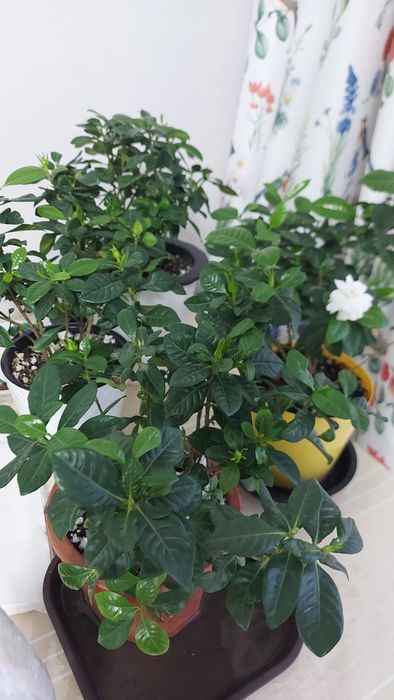 Гардения в Астане