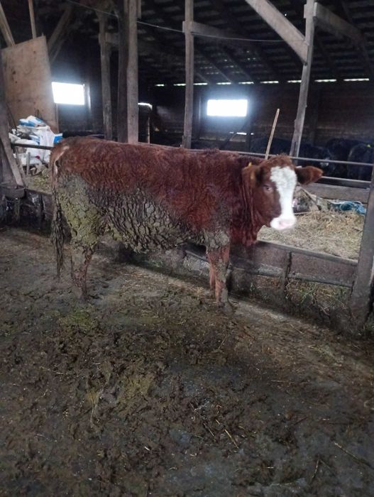 Vând juninci gestanta