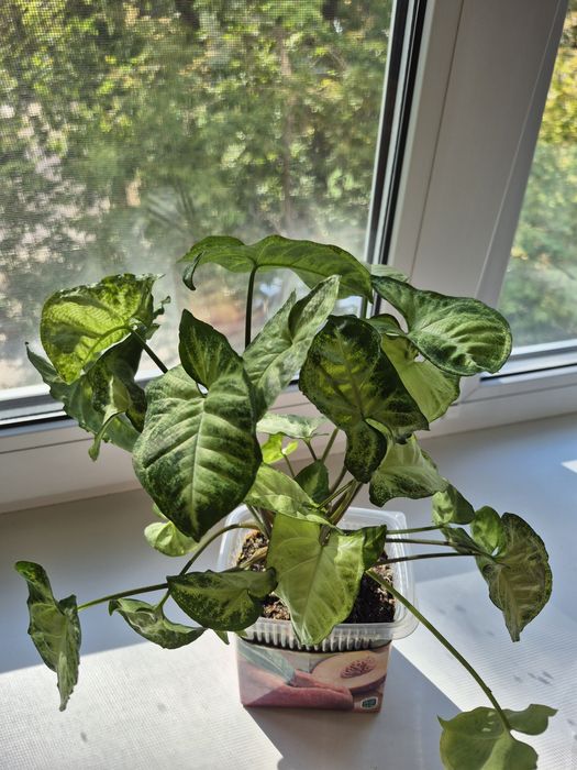 Продам Сингониум