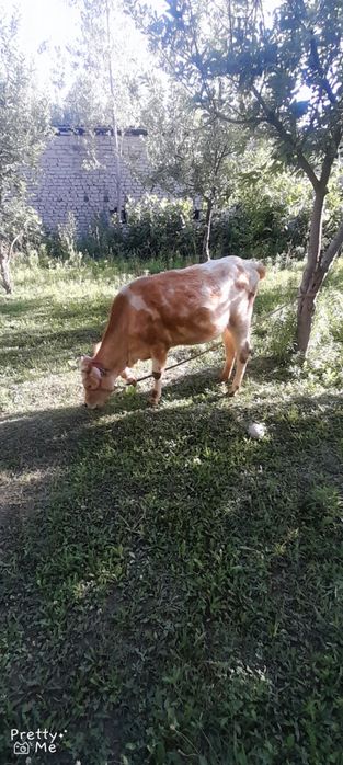 Gunojin sotladi soglom yuvosh