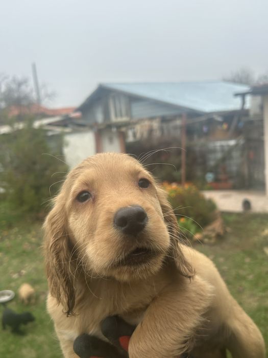 Продавам кокер / лабрадор