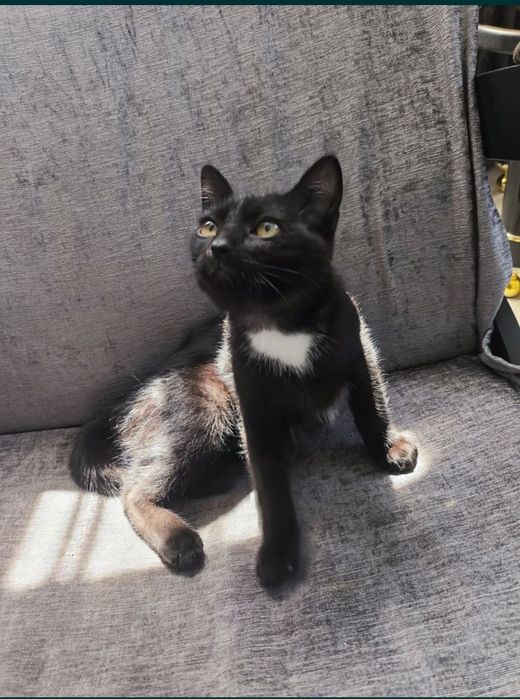 Кошечка ищет дом