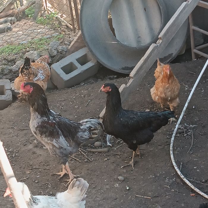 Продам двух крупных  петухов