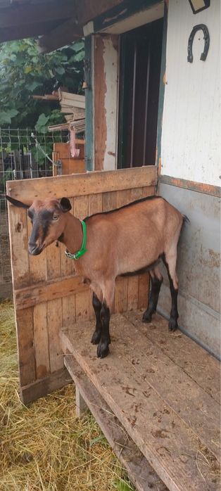 Capre de vanzare Alpin Francez si Saanen