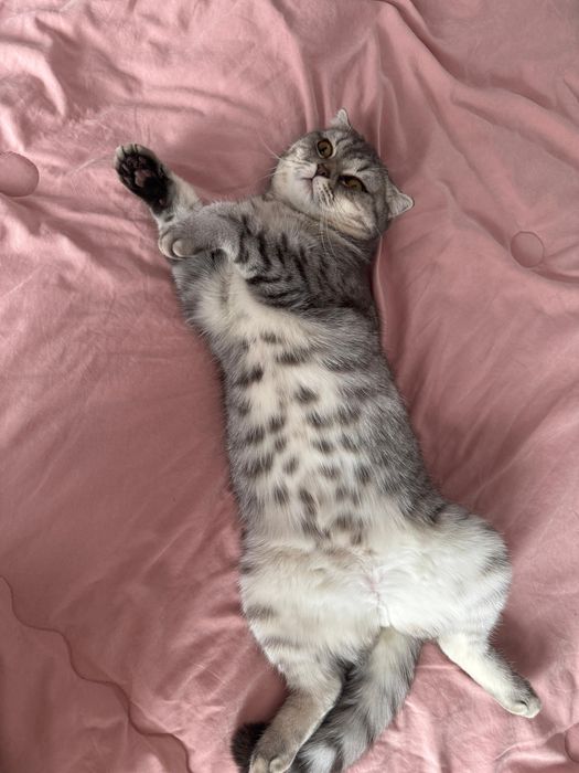 Шотландские кошки 4 детьми