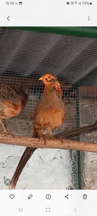 Червено златни фазани