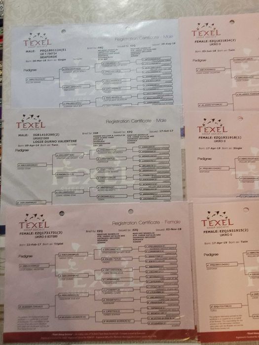 Femele Texel linie Marea Britanie