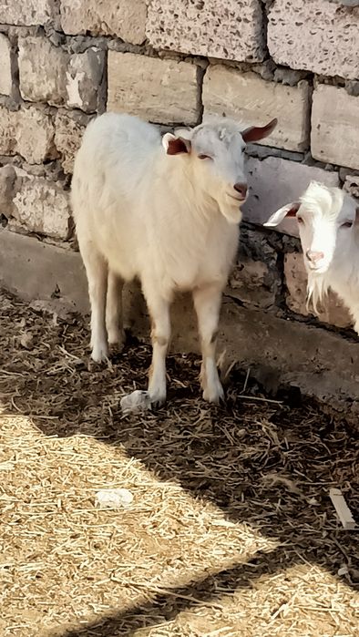 Еркек лақтар сатылады