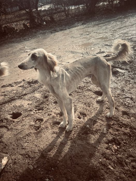 Срочно продам тазы