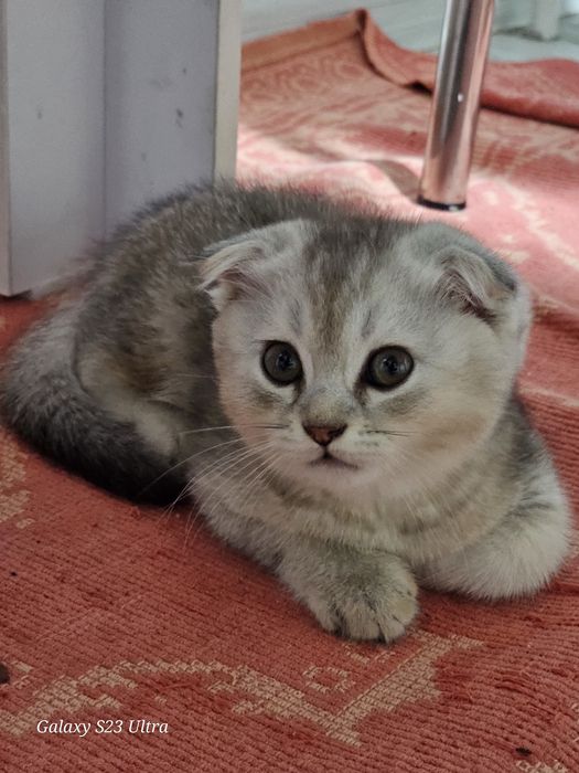 Пародистая Шиншилла
