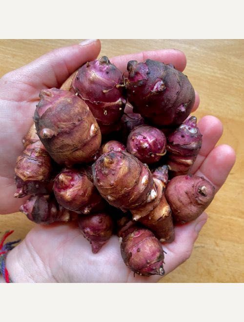 Домашна Био земна ябълка /гулия/- Директно от градината