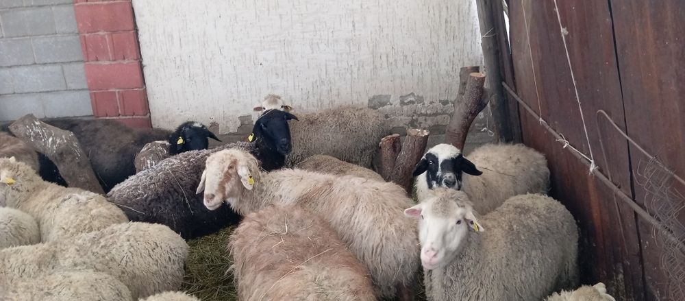 Бараны. котные. 22