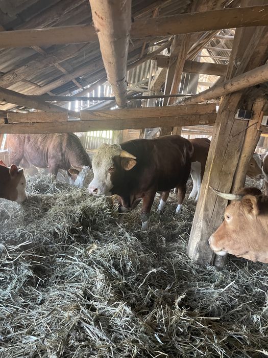 Vand juninci si tauri