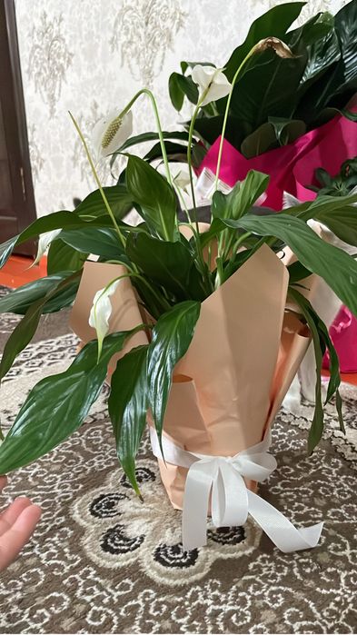 Комнатные цветы 8000тг