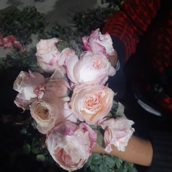 Har xil turdagi atirgul ko‘chatlari bor