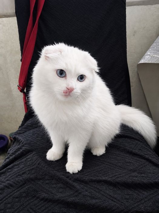 Продам кошечку скоттиш фолд