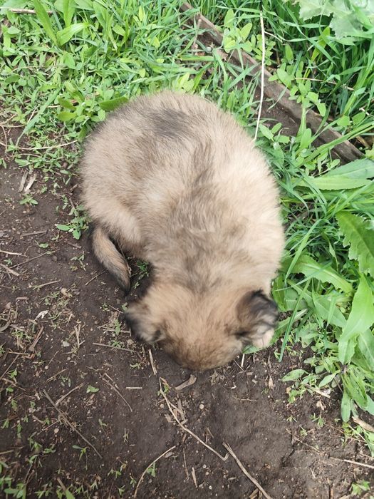 Щенок мальчик пёс собака кобель