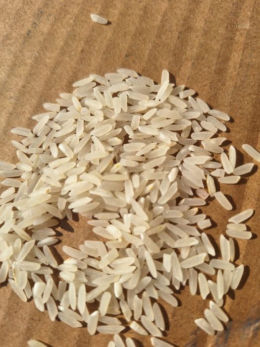 Продам рис лазер