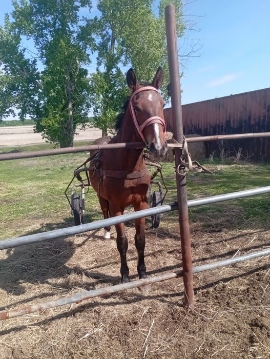 Продам жеребца 2х летний