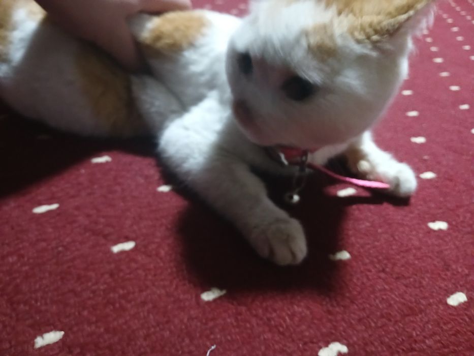 kalta junli mushukcha