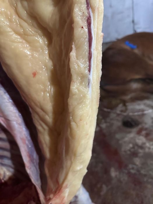 Согым. Конина. Жылқы еті