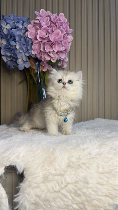 Серебристая шиншилла хайланд