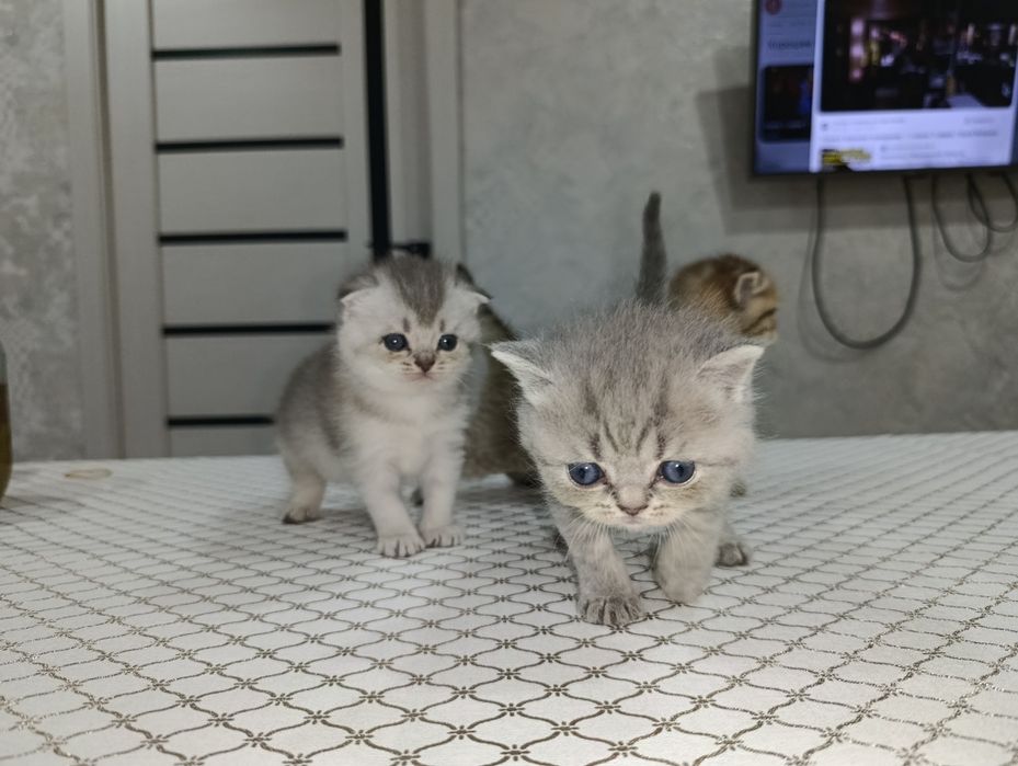 Mushuk sotiladi bollari bilan