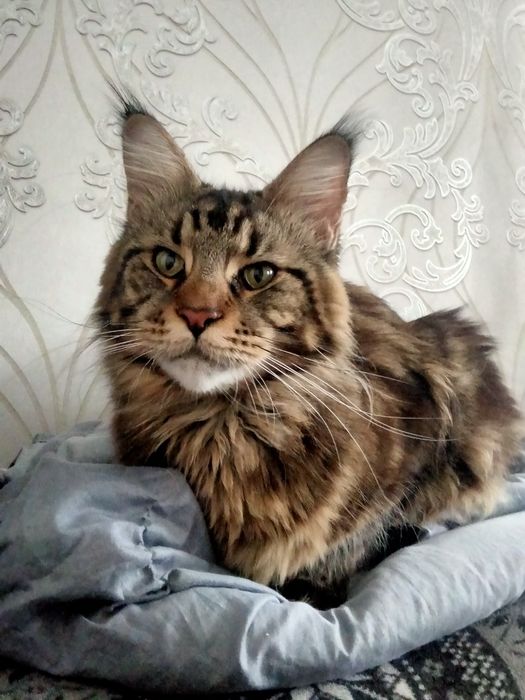 Пропал кот!!! Домашний