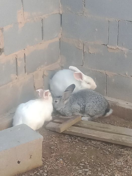 Қояан сатыладыы.