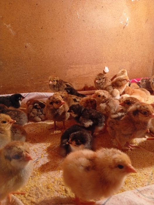 Цыплята суточные