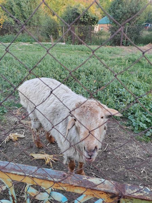 Продам барана, район Бабкина мельница