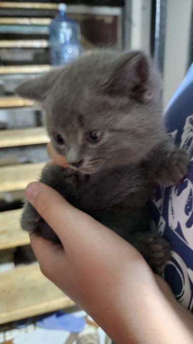 Отдам милых котят