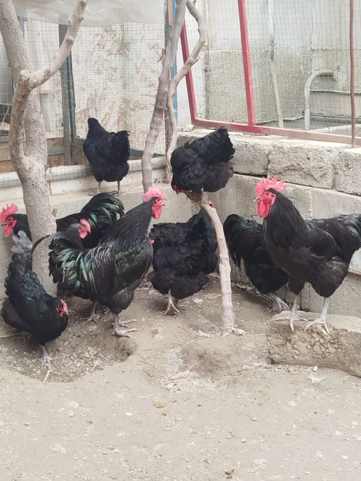 Жерси товук ва хуроз сотилади