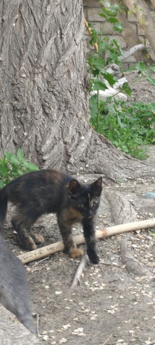 Котята   Сибирского Кота