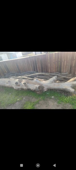 Продам дуб дерево