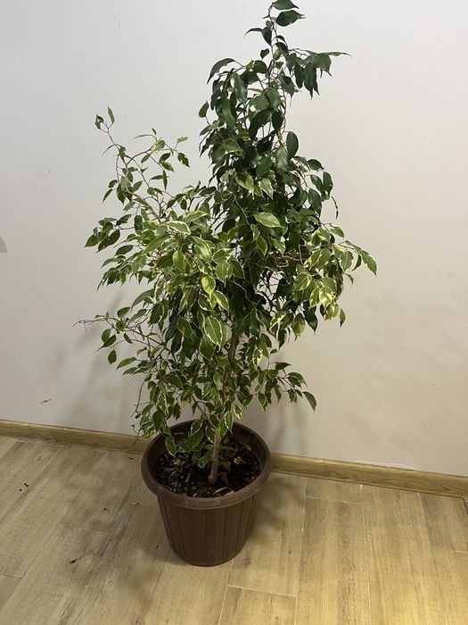 Комнатные офисные растения