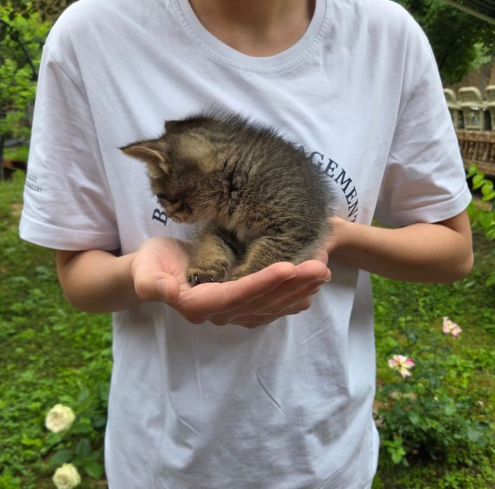 Котенок в добрые руки