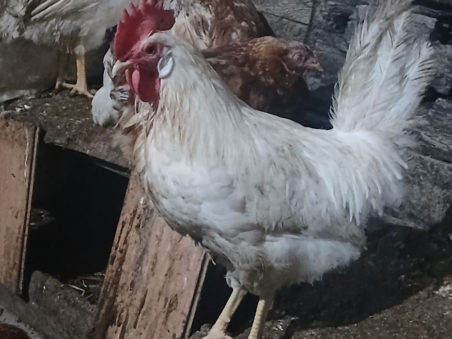 Петушки Легорн стандарт
