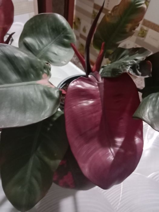 Филодендрон красноватый продам