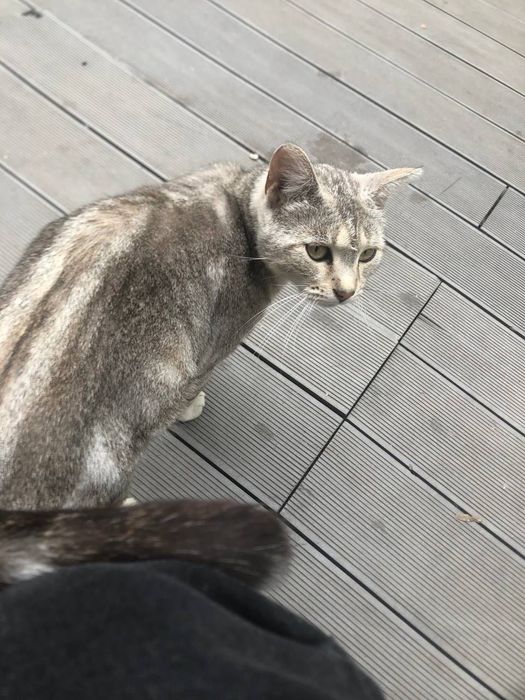 Пристройка/поиск хозяина