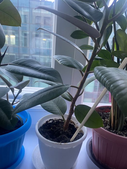 Комнатные цветы