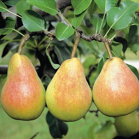 Par (Soiul Harroe Sweet )