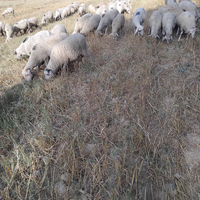 Продавам Агнета