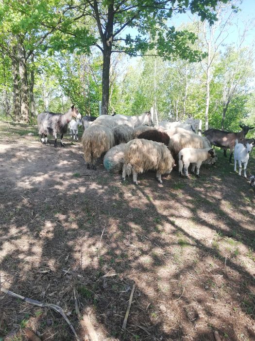 Vînd urgent capre si oi