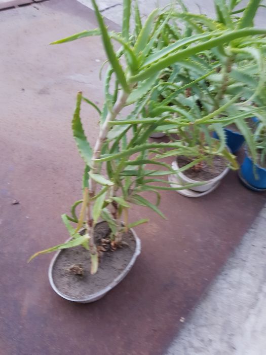 Продам лечебное алоэ древовидное